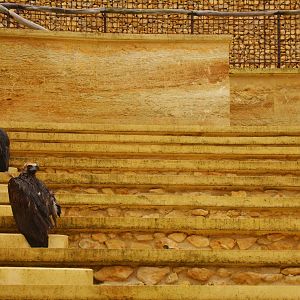 Vulture and Marmot Enclosure at Doué-la-Fontaine, 15/06/18