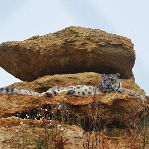 Snow Leopard at Doué-la-Fontaine, 15/06/18