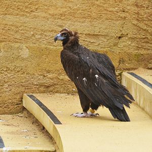 European Black Vulture at Doué-la-Fontaine, 15/06/18