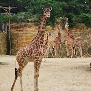 Kordofan Giraffes at Doué-la-Fontaine, 15/06/18