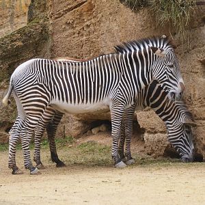Grevy's Zebra at Doué-la-Fontaine, 15/06/18