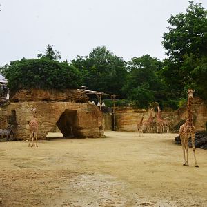Kordofan Giraffe and Grevy's Zebra Enclosure at Doué-la-Fontaine, 15/06/18