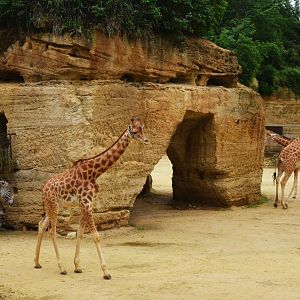 Kordofan Giraffe and Grevy's Zebra Enclosure at Doué-la-Fontaine, 15/06/18