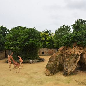 Kordofan Giraffe and Grevy's Zebra Enclosure at Doué-la-Fontaine, 15/06/18