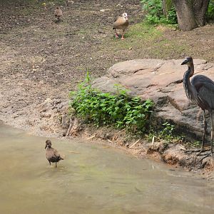 Okapi Sanctuary Aviary at Doué-la-Fontaine, 15/06/18