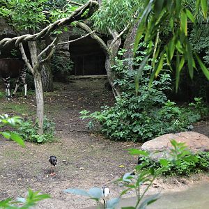 Okapi Sanctuary Aviary at Doué-la-Fontaine, 15/06/18