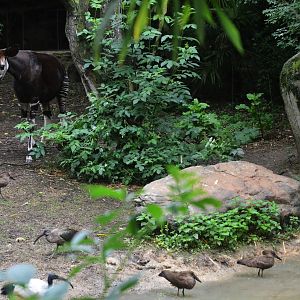 Okapi Sanctuary Aviary at Doué-la-Fontaine, 15/06/18