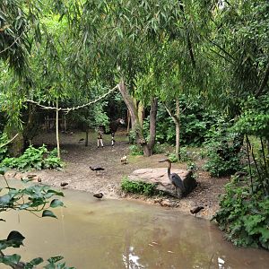 Okapi Sanctuary Aviary at Doué-la-Fontaine, 15/06/18
