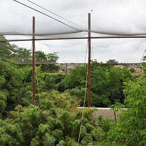Okapi Sanctuary Aviary at Doué-la-Fontaine, 15/06/18