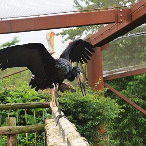 African Openbill in Okapi Sanctuary Aviary at Doué-la-Fontaine, 15/06/18