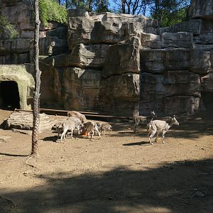 bharal enclosure