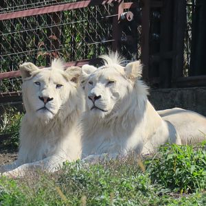 white lion