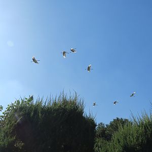 red-crowned crane flying show