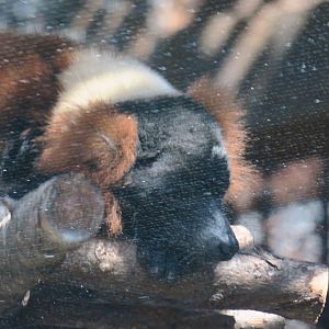 Red ruffed lemur