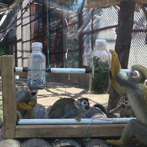 food enrichment for squirrel monkey