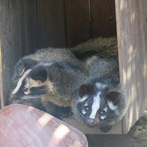 masked palm civet
