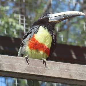black-necked aracari