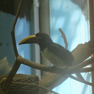 green aracari