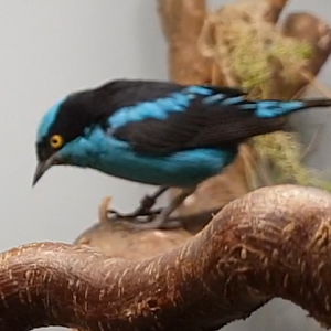Black-faced dacnis - male
