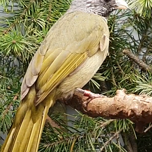 Collared finchbill-bulbul