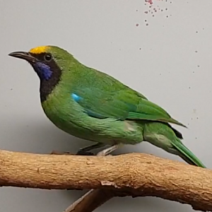 Golden-fronted leafbird - male
