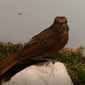 Large niltava - Niltava grandis - female