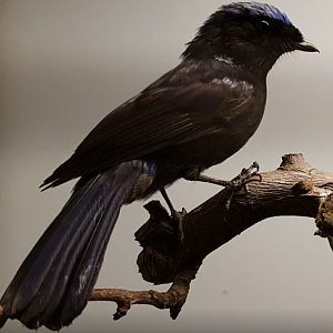 Large niltava - Niltava grandis - male