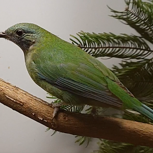 Orange-bellied leafbird - female