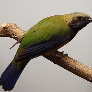 Orange-bellied leafbird - male