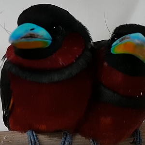 Red and black broadbill