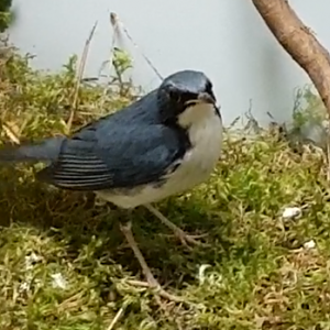 Siberian blue robin - Larvivora cyane