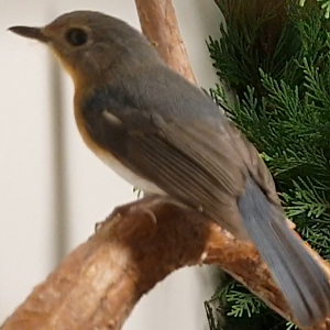 Tickell's blue flycatcher - Cyornis tickelliae - female