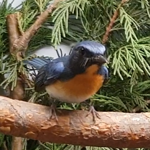 Tickell's blue flycatcher - Cyornis tickelliae -male