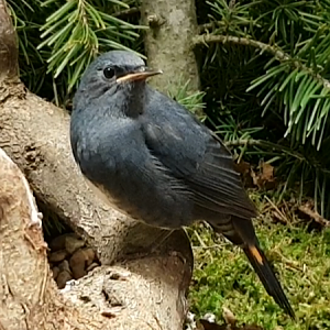 White-tailed blue robin - Myiomela leucura