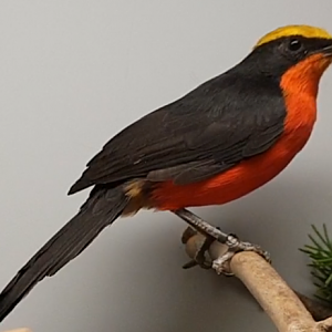 Yellow-crowned gonolek