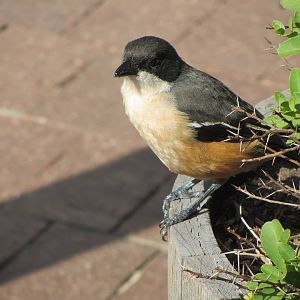 Southern Boubou