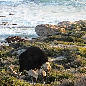 Southern Ostrich at the Most Southwesterly Point on the Continent