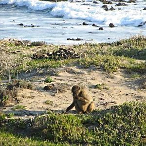 Beach Combing Chacma Baboon