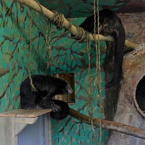 Ellie and Elliot (Binturongs)