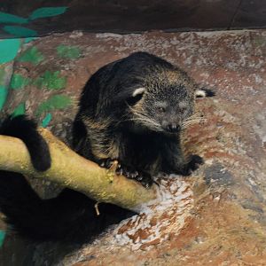 Binturong