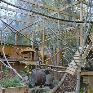 Binturong outdoor area.