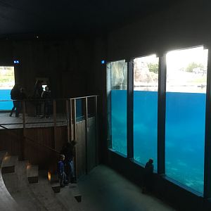 Polar bear viewing area