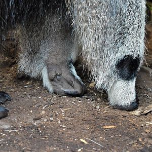 Giant anteater claw