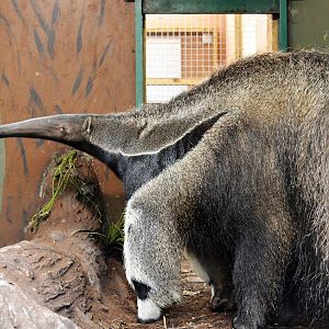 Giant anteater