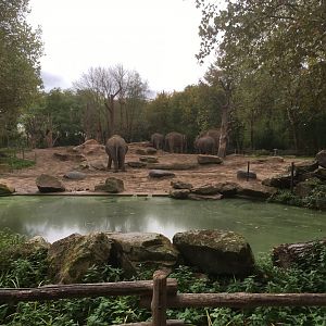 Asian elephant enclosure