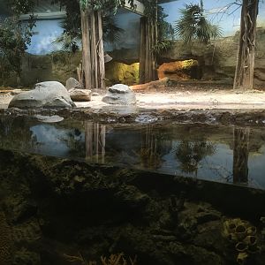 Komodo dragon enclosure