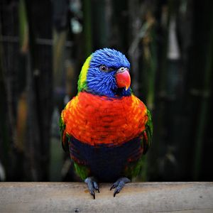 Rainbow lorikeet