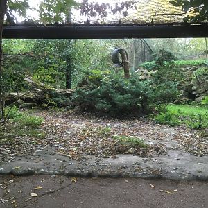 Amur leopard enclosure