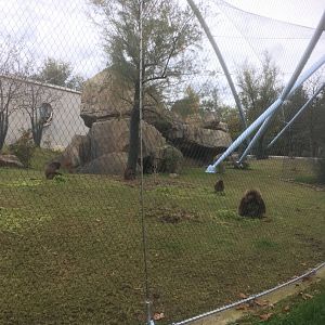 Gelada enclosure