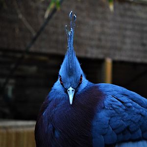 Victoria crowned pigeon